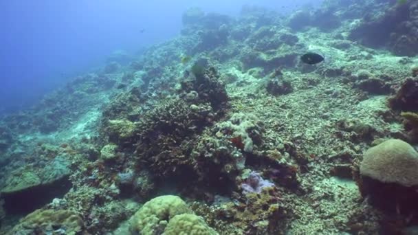 Морской Риф Подводная Сцена Тропические Подводные Морские Рыбы Сипадан Малайзия — стоковое видео
