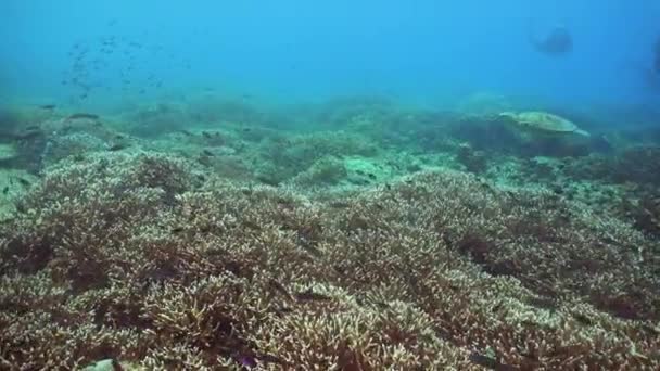 Zöld Tengeri Teknős Egy Korallzátonyon Vízalatti Korallzátony Sipadan Malajzia — Stock videók