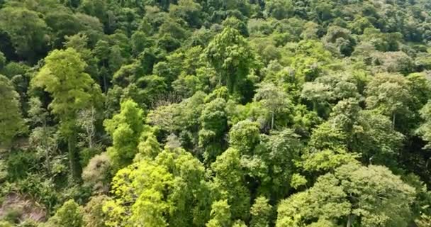 Endonezya Orman Yağmur Ormanları Tropikal Manzara — Stok video