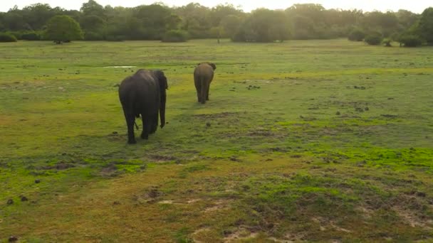 Elephants Jungle Sunset Sri Lanka — Stock Video