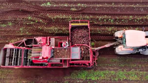 Pojazd Rolniczy Zbierający Buraki Cukrowe Kombajny Czerwone Zbiorów Buraków Cukrowych — Wideo stockowe