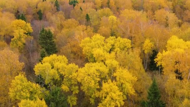 有黄色叶子的树冠 秋天的落叶森林 飞越秋天的森林 秋季季节 — 图库视频影像