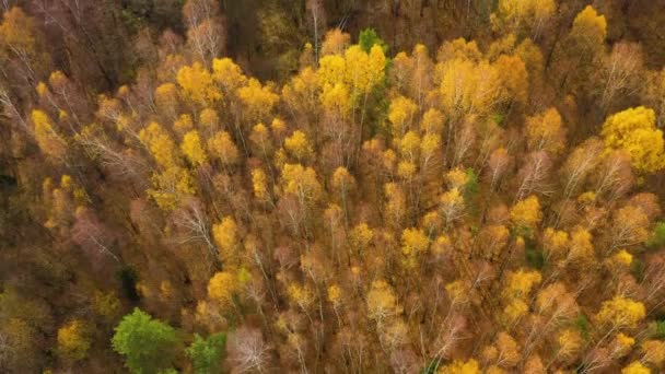 秋天森林的空中景观 有黄色叶子的树冠 秋天的落叶森林 飞越秋天的森林 秋天的季节阳光明媚的秋林 黄色的树冠 — 图库视频影像