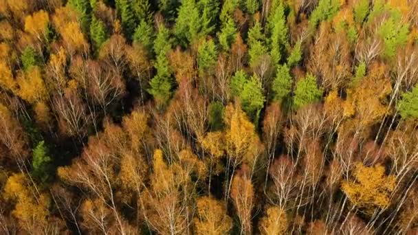 Bois Arbres Automne Vue Aérienne Vue Aérienne Drone Forêt Automne — Video