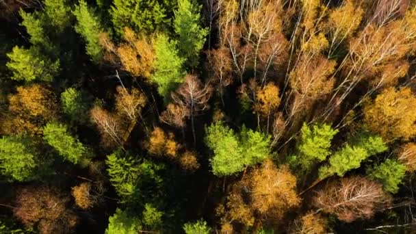 Vue Aérienne Drone Forêt Automne Arbres Feuillage Jaune Vif Forêt — Video