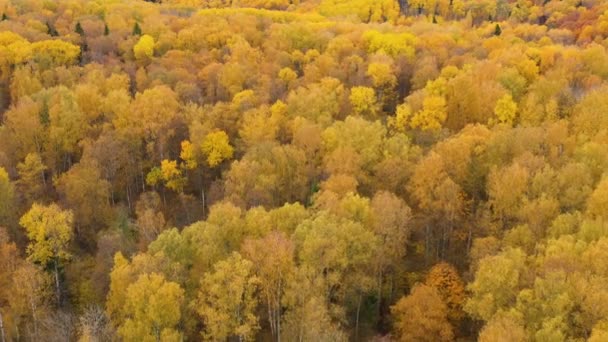 Φωτεινό Φθινόπωρο Δάσος Κορυφαία Θέα Κορώνες Δέντρων Κίτρινο Φύλλωμα Φυλλοβόλο — Αρχείο Βίντεο