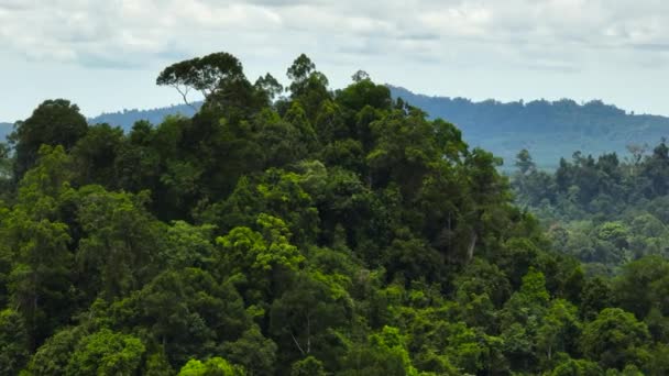 Yağmur Ormanlarının Tropik Bölgelerdeki Uzun Ağaçların Hava Aracı Orman Manzarası — Stok video