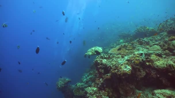 水中魚 熱帯魚やサンゴ礁水中 マレーシアのシパダン — ストック動画