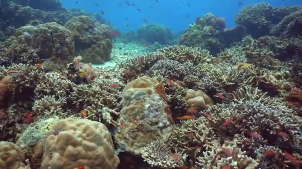 Yumuşak Sert Mercanlar Altı Balık Bahçesi Resifi Resif Mercan Sahnesi — Stok video