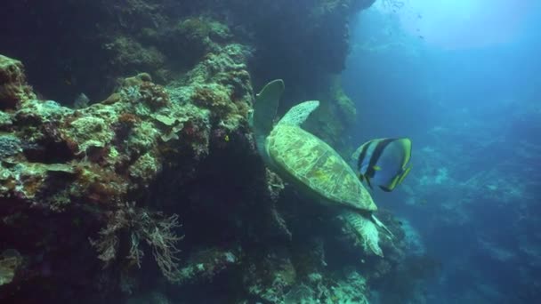 Zeeschildpad Tropische Vis Een Koraalrif Sipadan Maleisië — Stockvideo