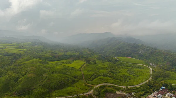 空中俯瞰有茶园的小山 苏门答腊的茶园印度尼西亚 — 图库照片