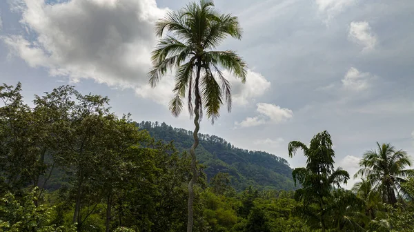 stock image Tropical landscape with crooked palm tree and tropical forest. Sumatra, Indonesia.