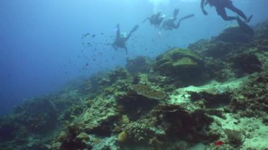 Dalgıçlar ve tropik balıklı mercan resifleri. Tropik renkli sualtı deniz manzarası. Sipadan, Malezya.