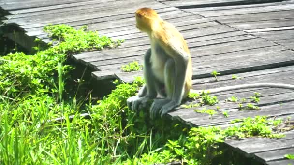 婆罗洲岛热带雨林中的野生Proboscis猴或Nasalis Larvatus 马来西亚Labuk湾 — 图库视频影像