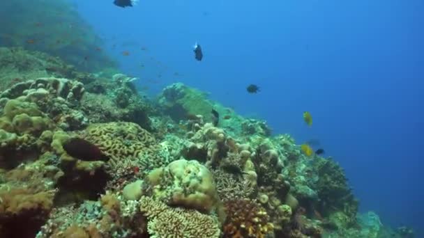 물고기와 산호초입니다 산호초와 열대어입니다 말레이시아의 — 비디오