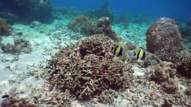 Podmořské Ryby Tropické Ryby Korálové Útesy Pod Vodou Sipadan Malajsie — Stock video