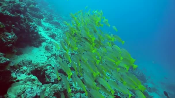 Onderwaterwereld Met Koraalrif Tropische Vissen Travel Vacation Concept Sipadan Maleisië — Stockvideo