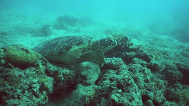 Żółw Morski Rezerwacie Morskim Sipadan Malezja — Wideo stockowe