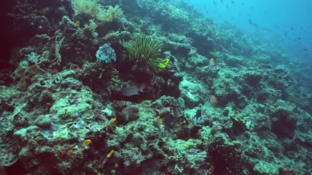Suyun Altındaki Mercan Kayalıklarında Balıklar Deniz Yaşamı Var Mercan Kayalıkları — Stok video
