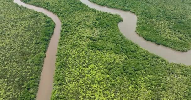 Widok Powietrza Lasy Deszczowe Dżunglę Bagnach Mokradłach Rezerwat Leśny Menumbok — Wideo stockowe