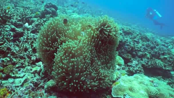Anemoon Clownvis Onderwater Vis Rif Zee Tropisch Kleurrijke Onderwaterlandschap Sipadan — Stockvideo