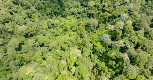 Flygfoto Regnskog Och Träd Borneo Evergreen Djungel Malaysia — Stockvideo
