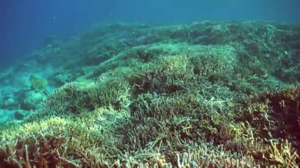 산호초 근처에서 다이빙하고 있습니다 수중에 산호초의 아름다운 열대어입니다 말레이시아의 — 비디오