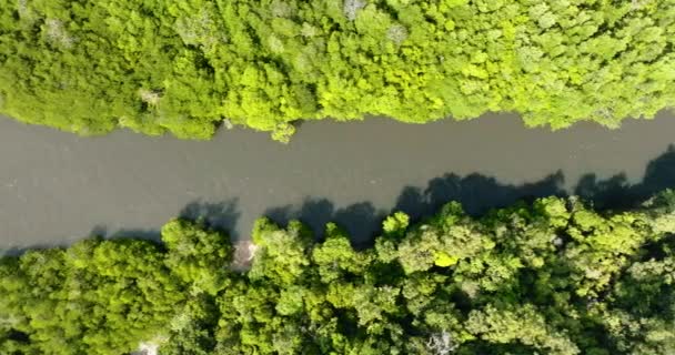 Rivier Het Regenwoud Tussen Groene Jungle Sabah Borneo Maleisië — Stockvideo