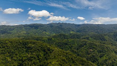 Dağların ve tepelerin yeşil bitki örtüsü ve tropik bölgelerdeki ağaçlarla dolu insansız hava aracı. Sumatra, Endonezya.