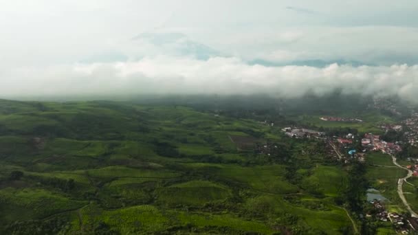 Pemandangan Udara Desa Antara Lahan Pertanian Dan Perkebunan Teh Kayu — Stok Video