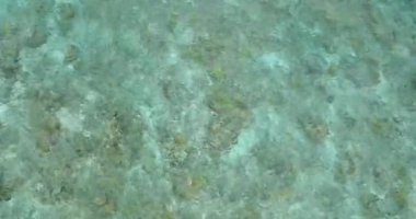 Mercan resifli lagündeki deniz suyu yüzeyinin en üst görüntüsü. Borneo, Malezya.