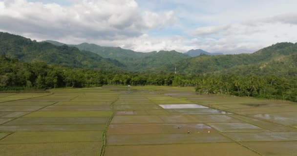 Rijstvelden Landbouwgrond Bergen Van Sumatra Indonesië — Stockvideo
