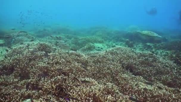 Tartaruga Marinha Verde Num Recife Coral Cena Subaquática Coral Reef — Vídeo de Stock