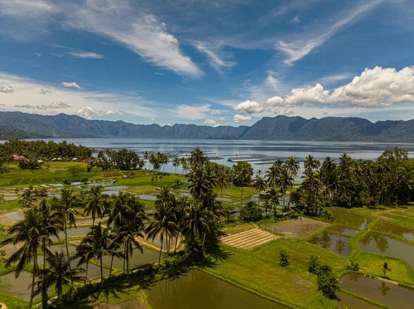 Рисовые Поля Сельхозугодия Высокогорье Рядом Озером Маниндзя Суматра Индонезия — стоковое фото