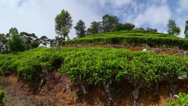 Tea Estate Landscape Lipton Seat Haputale Σρι Λάνκα — Αρχείο Βίντεο