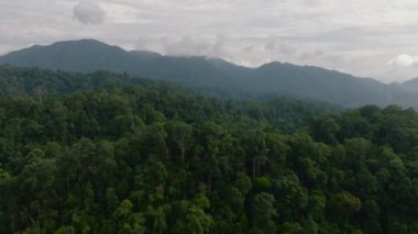 Dağlarda ve ormanda tropik bir orman. Bukit Lawang. Sumatra, Endonezya.