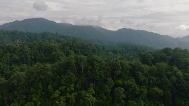 Trópusi Erdő Hegyekben Dzsungelben Bukit Lawang Vagyok Szumátra Indonézia — Stock videók