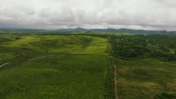 Bovenaanzicht Van Groene Theeplantages Hooglanden Theelandschap Sumatra Kayu Aro Indonesië — Stockvideo