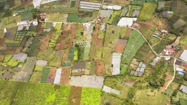 Theegebieden Landbouwgrond Sumatra Kayu Aro Indonesië — Stockvideo