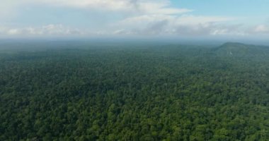 Borneo adasının insansız hava aracı yağmur ormanları ve ormanla kaplıdır. Malezya.