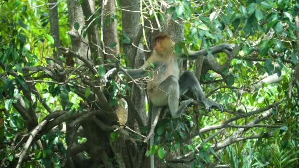 Macaco Probóscide Numa Árvore Selva Bornéu Baía Labuk Malásia — Vídeo de Stock