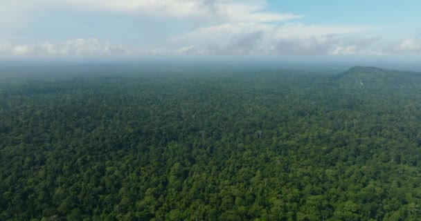 Drona Aeriană Insulei Borneo Este Acoperită Pădure Tropicală Junglă Malaezia — Videoclip de stoc