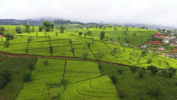 山の上に茶畑の空中ビュー スリランカのヌワラ エリヤ 茶園風景 — ストック動画