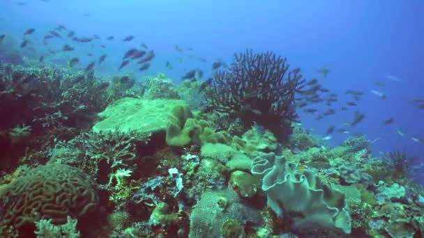 Підводні Тропічні Риби Тропічні Підводні Риби Філіппіни — стокове відео