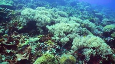 Sualtı Sahne Mercan Resifi. Tropik sualtı balıkları. Filipinler.