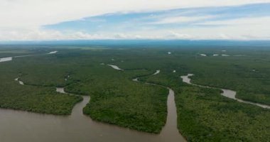 Mangrov ormanlarının ve sulak alanlardaki ormanların insansız hava aracı. Menumbok orman rezervi. Borneo, Sabah, Malezya.