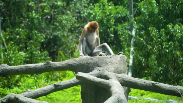 Scimmia Proboscide Una Recinzione Legno Tropici Borneo Labuk Bay Malesia — Video Stock