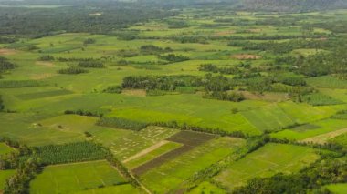 Aerial view of Agricultural land and green fields on a plain in the countryside. Sri Lanka.