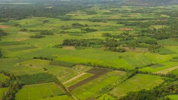 Αεροφωτογραφία Της Γεωργικής Γης Και Πράσινα Λιβάδια Μια Πεδιάδα Στην — Αρχείο Βίντεο