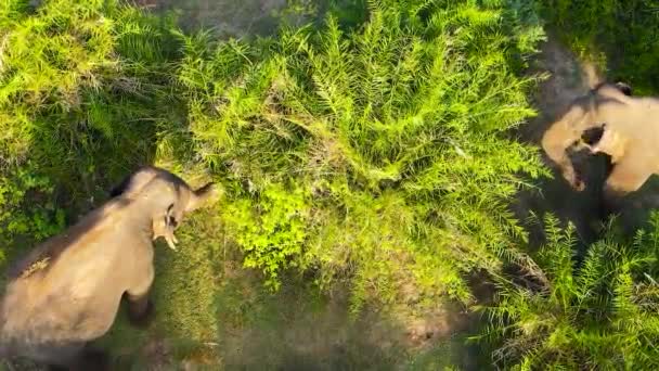 Ormandaki Fillerin Hava Aracı Yedekteki Tropikal Bitki Örtüsü Arugam Körfezi — Stok video